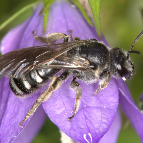 Die Glockenblumen-Liebhaberin