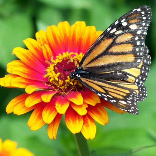 Klimaschutz bleibt größter Gartentrend