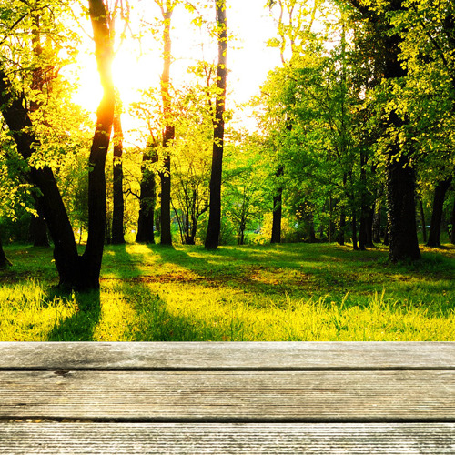 Internationaler Tag des Waldes