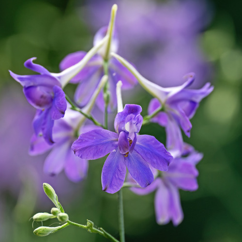 Natur des Jahres 2026: Dunkelblaues Leuchten