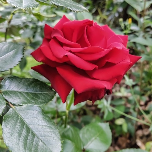 Die Königin der Blumen