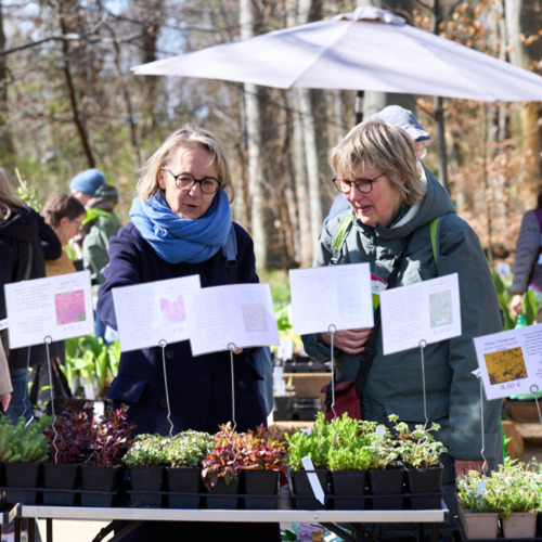 Herbstliche Staudenfülle