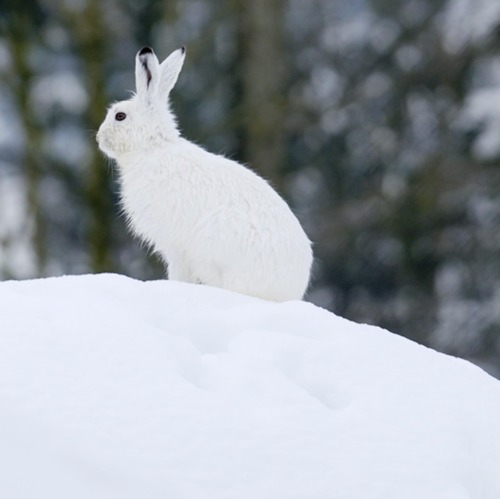 Alpenschneehase ist Wildtier des Jahres 2025