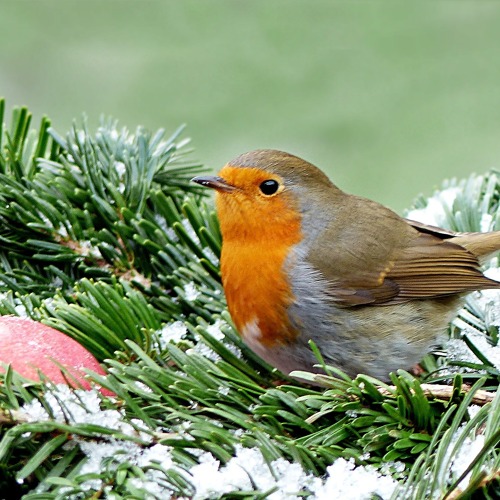 Stunde der Wintervögel 