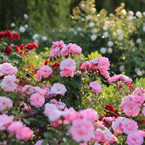 Gartenschönheit in Vasen auf der Freundschaftsinsel