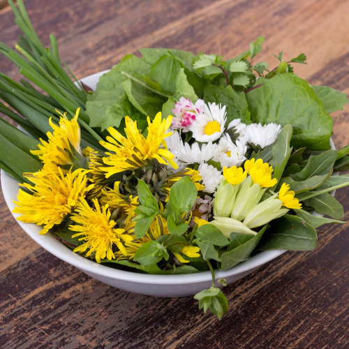 Wildkräuter im Frühling: Unkraut oder Superfood?