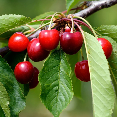 Mai-Bewässerung: Wie Obstbäume in der kritischen Wachstumsphase optimal versorgt werden