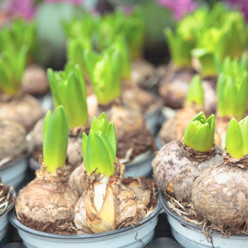 Blumenzwiebeln für das Frühjahr setzen