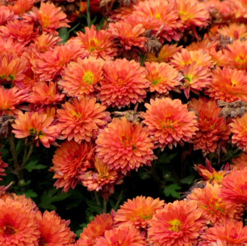 Stauden teilen und Herbstblüher setzen