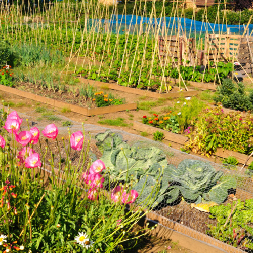 Vielfalt im Garten fördern