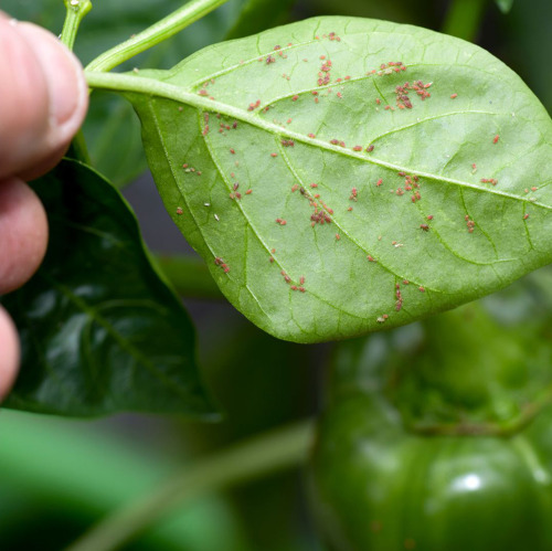 Fallenpflanzen gegen Blattläuse schützen das Gemüsebeet auf natürliche Weise