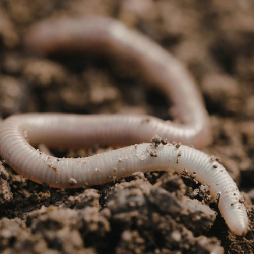 Regenwürmer im Frühling sind unverzichtbare Helfer im Gartenboden