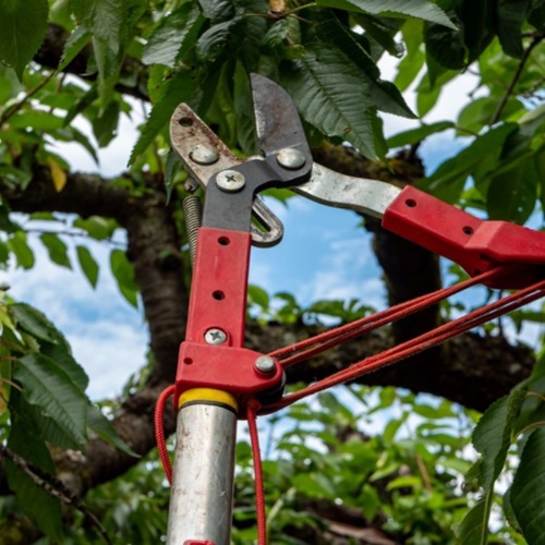 Sommerschnitt bei Obstbäumen