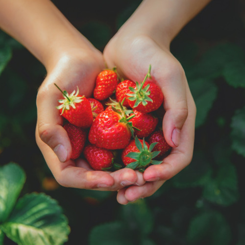 Erdbeeren richtig lagern für mehr Frische